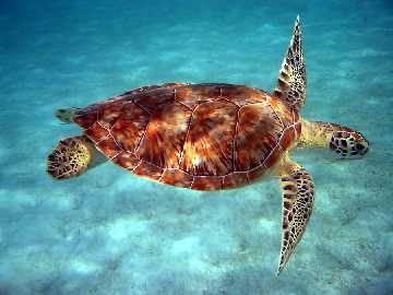 Aux Antilles, une belle tortue marine
