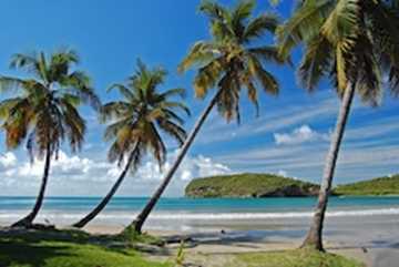 Cocotiers au Grenadines